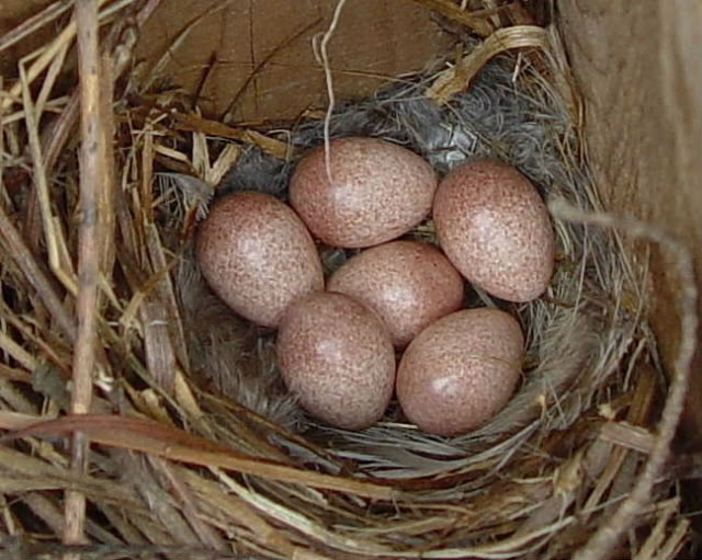 David's Photo Gallery NESTS AL / House Wren nest and eggs.jpg